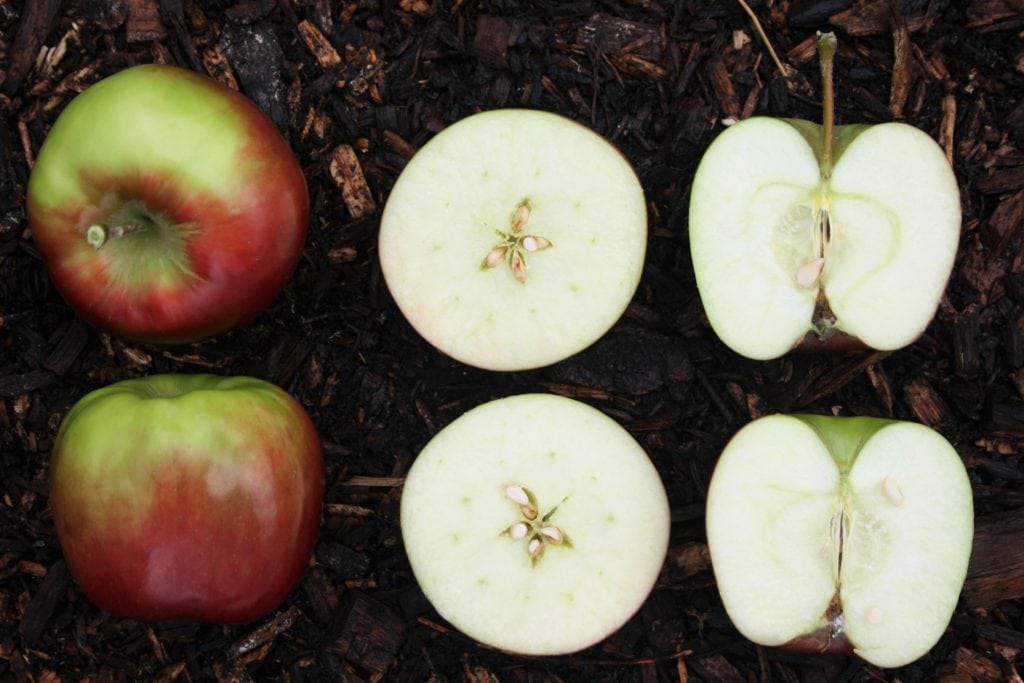 Does Apple Cider Vinegar Actually Help With Weight Loss?